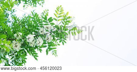 White Acacia Flowers With Green Leaves Isolated On White Background. Robinia Pseudoacacia Tree