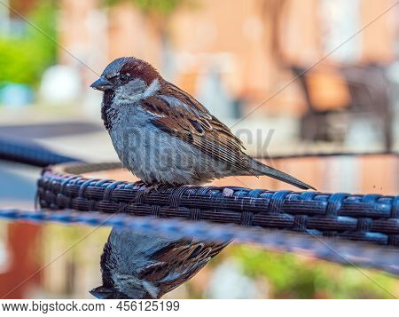 Sparrow Male Is Sitting On A Specular Table In A Street Cafe And Looking At Camera. Close-up.