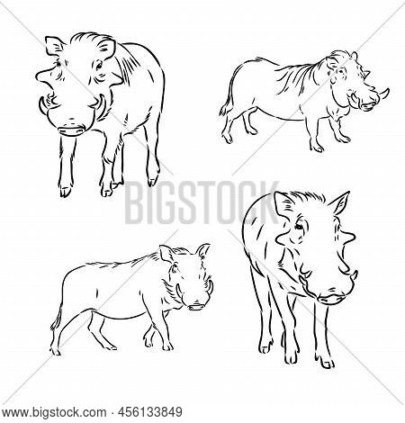 Black And White Vector Line Drawing Of A Warthogs Face