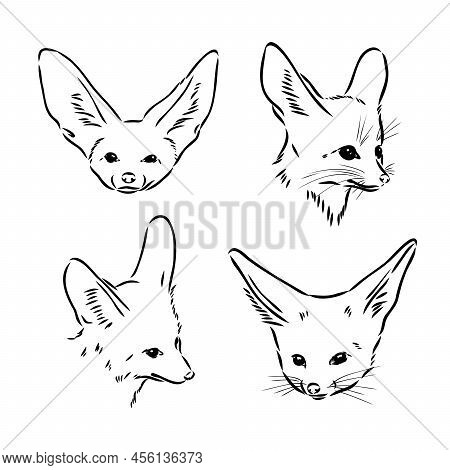 Vector Illustration Of A Young Fennec Fox Walking. Fox Fenek Vector Sketch