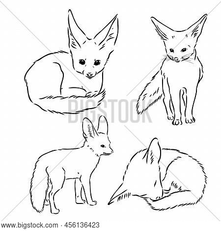 Vector Illustration Of A Young Fennec Fox Walking. Fox Fenek Vector Sketch