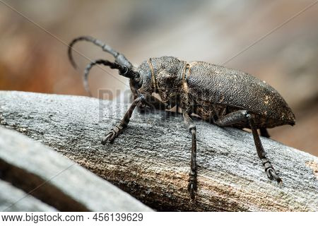 Long-horned Weaver Beetle (lamia Textor) On A Dry Tree Trunk In A Pine Forest