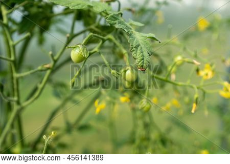 Ripening Young Tomatoes Close-up. Tomato Plant In Greenhouse. Organic Food Agriculture Concept. Gree