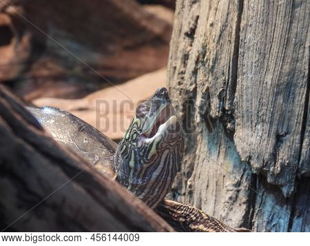 Barbour\'s Map  Turtle In The Tennessee Aquarium