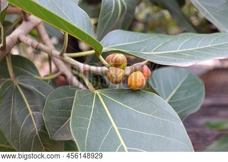 Red Colored Banyan Fruit On Tree
