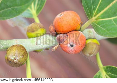 Red Colored Banyan Fruit On Tree