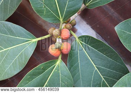 Red Colored Banyan Fruit On Tree