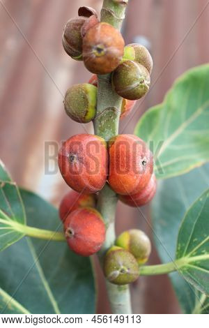 Red Colored Banyan Fruit On Tree