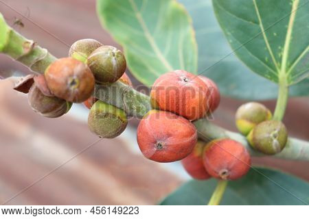 Red Colored Banyan Fruit On Tree
