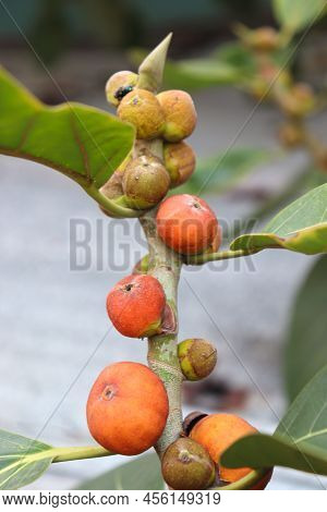 Red Colored Banyan Fruit On Tree