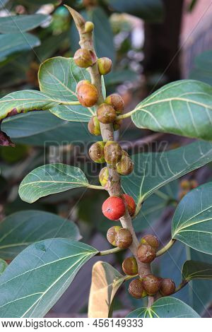 Red Colored Banyan Fruit On Tree