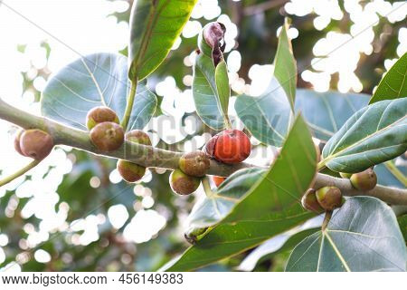 Red Colored Banyan Fruit On Tree