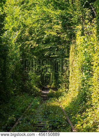 Scenic Railway In The Summer Forest. Tunnel Of Love In Klevan, Ukraine. Railway Surrounded By Green 