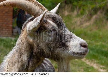 A Cute Feeding Goat In Gray And Orange Color Grazing In The Meadow