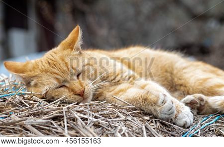 Close-up Of A Red Domestic Cat Resting Peacefully In The Hay On A Warm Summer Day. A Funny Orange St