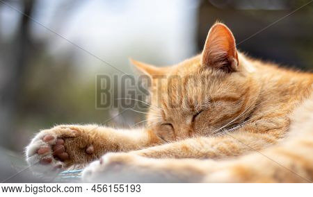 Close-up Of A Red Domestic Cat Resting Peacefully In The Hay On A Warm Summer Day. A Funny Orange St