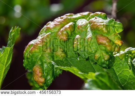 Aphids Curled Foliage, Close Up Leaf Curled On Cherry Tree, Prunus Sp, Caused By Black Cherry Aphid,