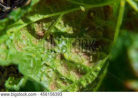 Aphids Curled Foliage, Close Up Leaf Curled On Cherry Tree, Prunus Sp, Caused By Black Cherry Aphid,