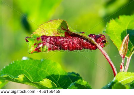 Branch Of Fruit Tree With Wrinkled Leaves Affected By Black Aphid. Cherry Aphids, Black Fly On Cherr