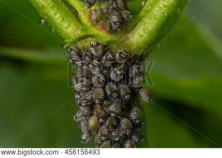 Branch Of Fruit Tree With Wrinkled Leaves Affected By Black Aphid. Cherry Aphids, Black Fly On Cherr
