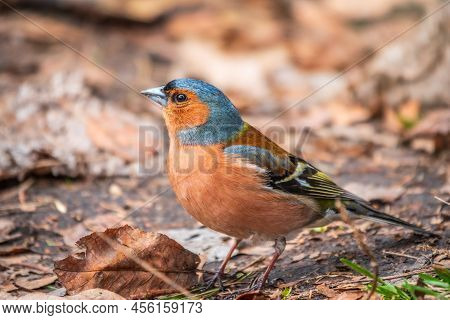 The Common Chaffinch, Fringilla Coelebs, Sits On The Ground In Spring. Beautiful Forest Bird Common 