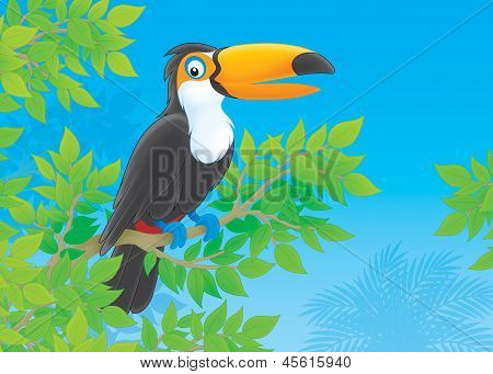 Toucan