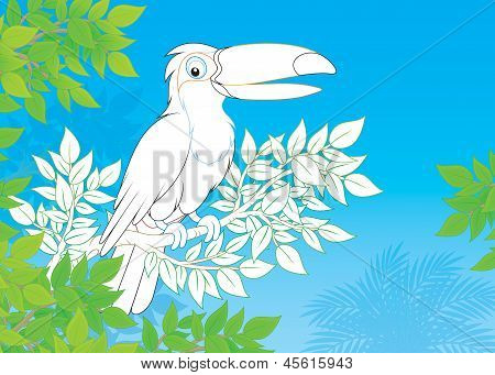 Toucan