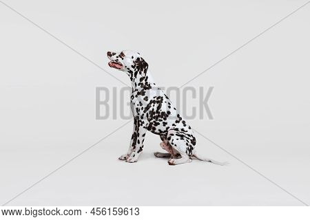 One Adorable Thoroughbred Dalmatian Dog Posing Isolated Over Gray Studio Background. Concept Of Bree