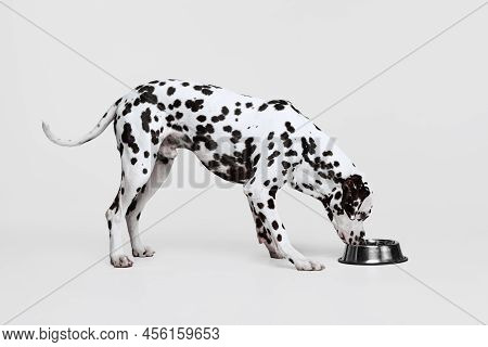Young Beautiful Purebred Dog, Dalmatian Eating From Bowl Isolated Over Gray Studio Background. Conce