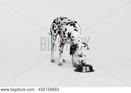 Young Beautiful Purebred Dog, Dalmatian Eating From Bowl Isolated Over Gray Studio Background. Conce