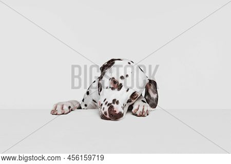 Half-length Portrait Of Cute Puppy Of Dalmatian Dog Isolated Over Grey Studio Background. Concept Of