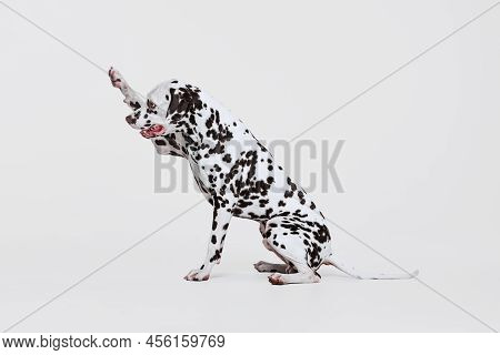 Full-length Portrait Of Young Beautiful Dalmatian Dog Posing Isolated Over Gray Studio Background. C