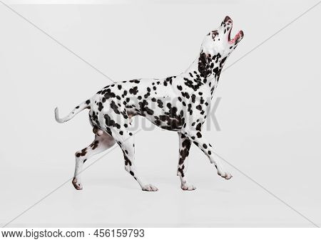 Young Beautiful Thoroughbred Dalmatian Dog Posing Isolated Over Gray Studio Background. Concept Of B