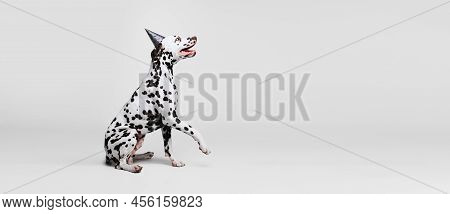 Flyer With Portrait Of Young Beautiful Dalmatian Dog Posing Isolated Over Gray Studio Background. Co
