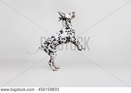 Happy Adorable Thoroughbred Dalmatian Dog Jumping Isolated Over Light Studio Background. Concept Of 