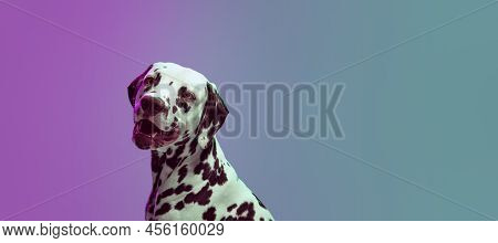 Charming Doggy, Young Dalmatian Dog Posing Isolated Over Gradient Green-purple Studio Background In 