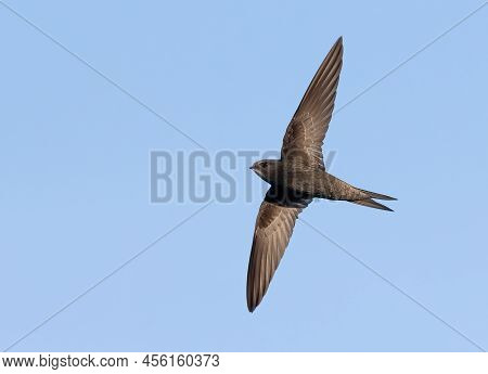 Common Swift, Apus Apus. A Bird In Flight Against The Sky
