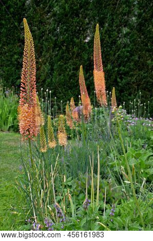 Flowerbed With Tall Perennial Plant Of White Flowers And Undergrowth Of Yellow Perennials And Sage I