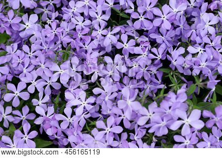 Phlox Subulate Lilac. Red Natural Background. Selective Focus