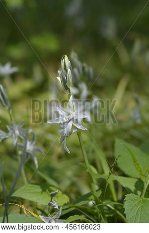 Drooping Star-of-bethlehem White Flowers In The Garden