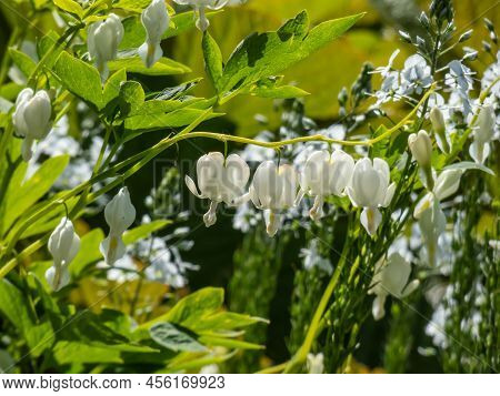 White Bleeding Heart (dicentra Spectabilis) 'alba' With Divided, Light Green Foliage And Arching Spr