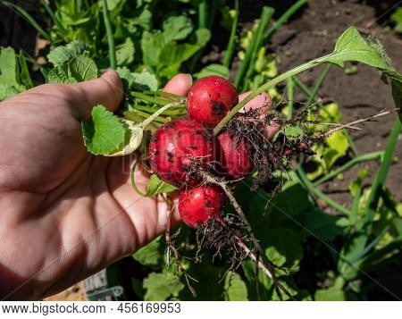 Woman's Hand Holding Ripe, Red-pink Radish Plant (raphanus Raphanistrum Subsp. Sativus) Roots - Edib