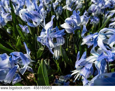 Close-up Shot Of The Ornamental Plant - Scilla Rosenii Bearing Racemes Of Star-shaped, Very Pale Blu