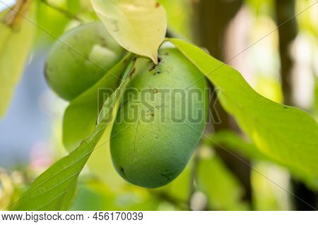 Beautiful Juicy Ripe Asimina Fruit Growing On A Pawpaw Tree.