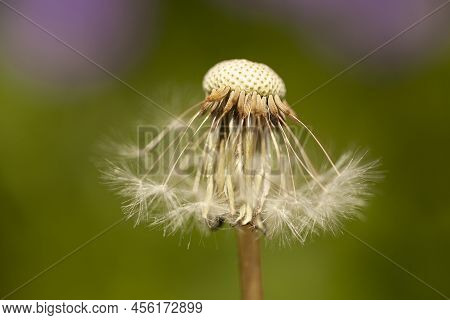 Faded Dandelion With Partially Fallen Seeds On A Blurred Background
