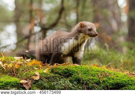 European Pine Marten (marten Marten) Searching For Food