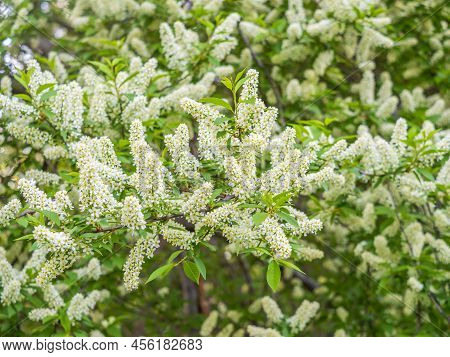 White Flowers Blooming Bird Cherry. Bird Cherry Tree In Blossom. Close-up Of A Flowering Prunus Padu