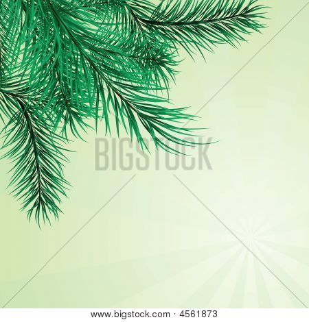 Pine Branches. Vector Illustration