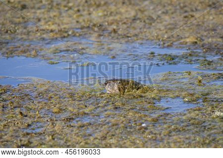 The Muskrat (ondatra Zibethicus), Rodent Native To North America.