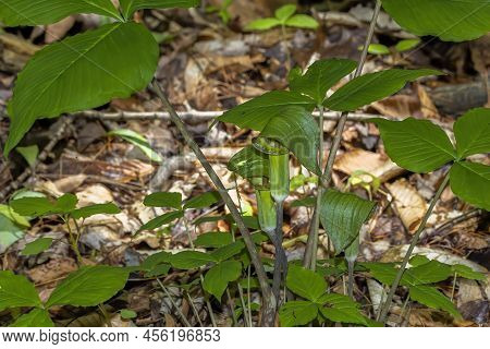 Jack In The Pulpit (arisaema Triphyllum). Native Hardy Northern Plant. It Is A Large, Cylindrical, H